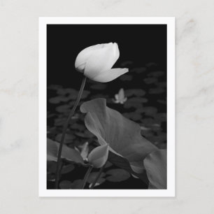 Lotos-Seerose-Knospe Postkarte
