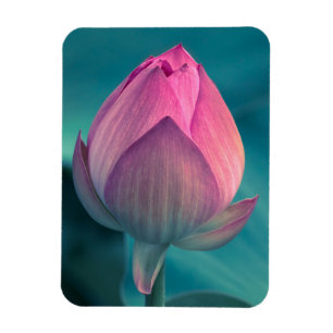Lotos-Wasser-Lilien-Blume Magnet