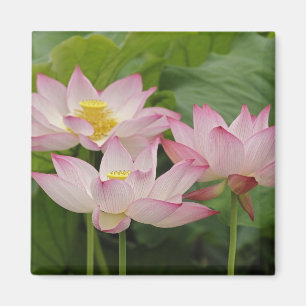 Lotosblume, Nelumbo nucifera, China 2 Magnet