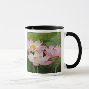 Lotosblume, Nelumbo nucifera, China 2 Tasse
