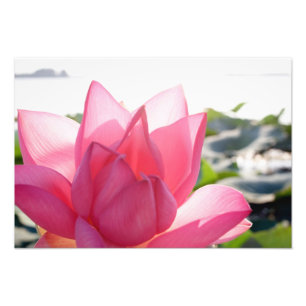 Lotosblume [Nelumbo speciosum] in voller Blüte Fotodruck