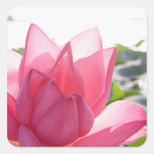 Lotosblume [Nelumbo speciosum] in voller Quadratischer Aufkleber