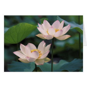Lotosblüte in Blüte, China
