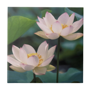 Lotosblüte in Blüte, China Fliese