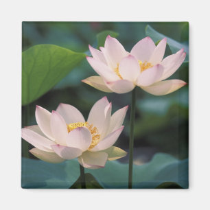 Lotosblüte in Blüte, China Magnet