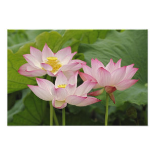Lotosblüte, Nelumbo nucifera, China 2 Fotodruck