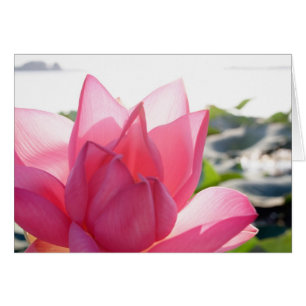 Lotosblüte [Nelumbo speciosum] in voller