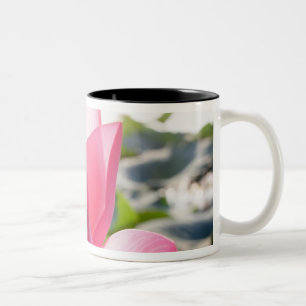Lotosblüte [Nelumbo speciosum] in voller Blüte Zweifarbige Tasse