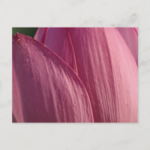 Lotosblütenblätter Rosa Floral Postkarte