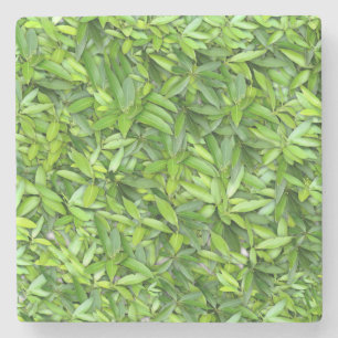 Lots of beautiful green leaves  steinuntersetzer