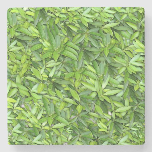 Lots of beautiful green leaves steinuntersetzer (Vorderseite)