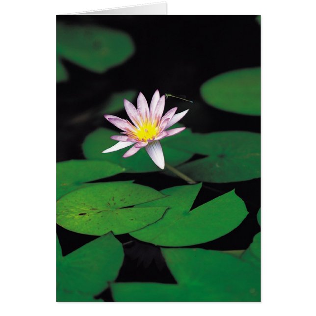 Lotus (Vorne)