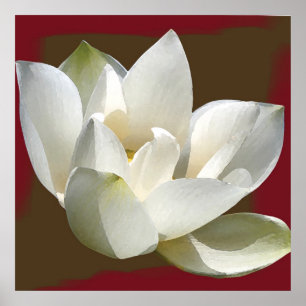 Lotus1 Poster