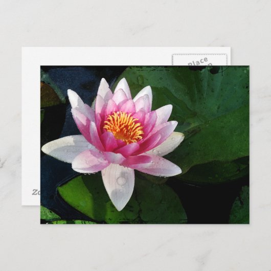 Lotus2 Postkarte (Vorne/Hinten)