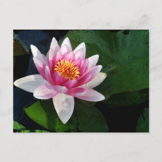 Lotus2 Postkarte