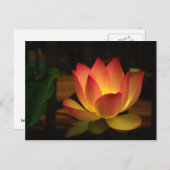 Lotus 1 postkarte (Vorne/Hinten)