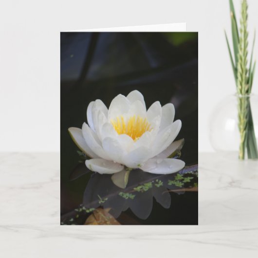 Lotus #2360 karte (Vorderseite)