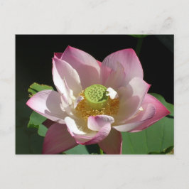 Lotus Ankündigungspostkarte