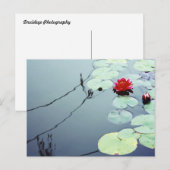 Lotus auf Wasser Postkarte (Vorne/Hinten)