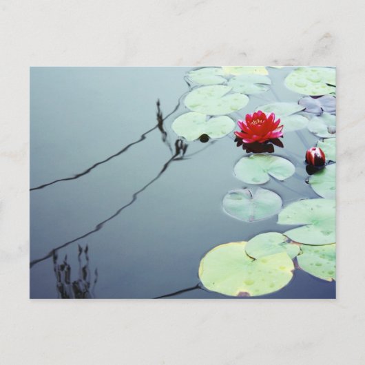 Lotus auf Wasser Postkarte (Vorderseite)