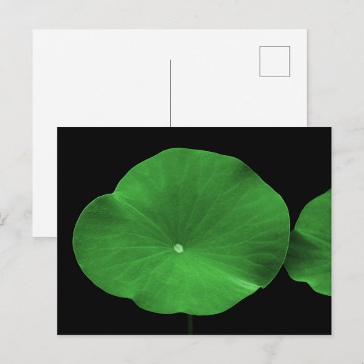 Lotus-Blätter Postkarte (Vorne/Hinten)