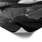 Lotus Bloom in Schwarz und Weiß Poster (Ecke)