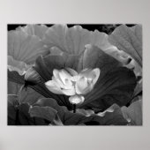 Lotus Bloom in Schwarz und Weiß Poster (Vorne)