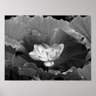 Lotus Bloom in Schwarz und Weiß Poster
