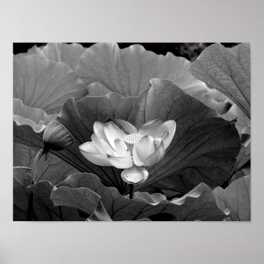 Lotus Bloom in Schwarz und Weiß Poster (Vorne)