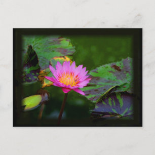 Lotus Bloom Postkarte