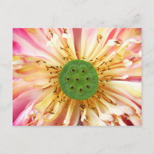 Lotus Bloom Postkarte