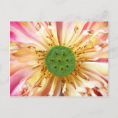 Lotus Bloom Postkarte (Vorderseite)