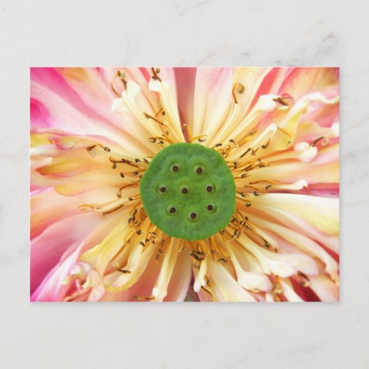 Lotus Bloom Postkarte (Vorderseite)