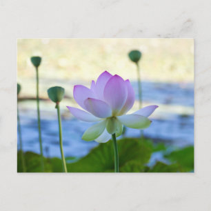 Lotus Bloom Postkarte