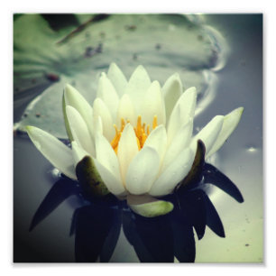 Lotus Blossom Lily Blume 8x8 Fotodruck