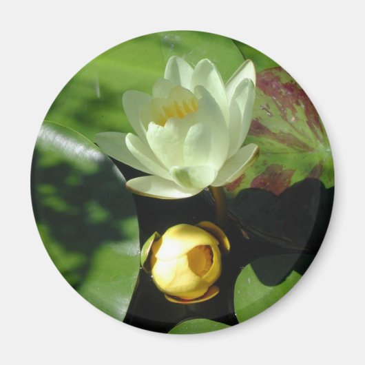 Lotus Blossom Magnet (Vorne)