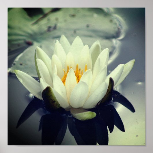 Lotus Blossom Poster (Vorne)