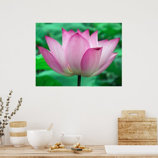 Lotus Blossom Poster (Küche)