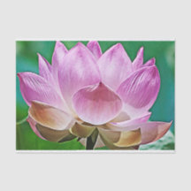 Lotus blossom