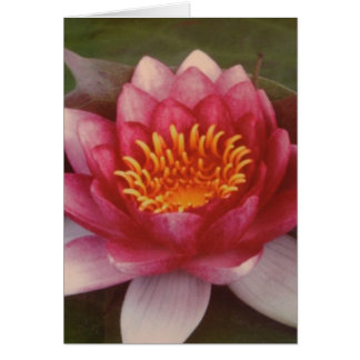 Lotus Blossom - von Logan Guinn