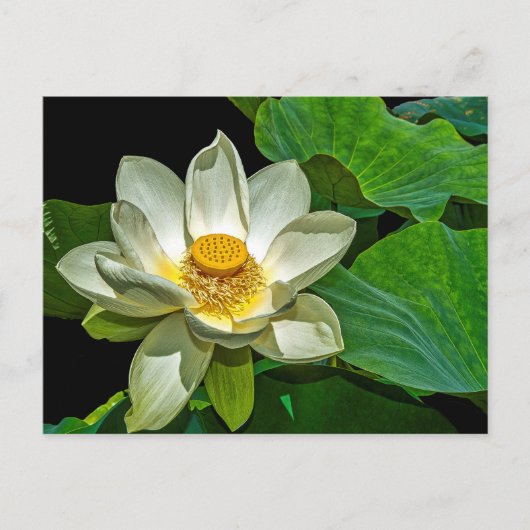 Lotus-Blühen Postkarte (Vorderseite)