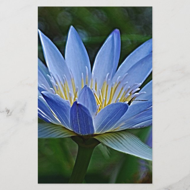 Lotus-Blume (Vorderseite)