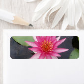 Lotus Blume (Insitu)