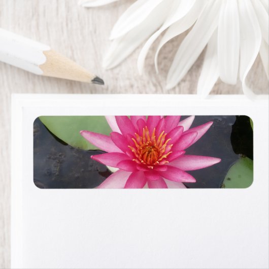 Lotus Blume (Insitu)