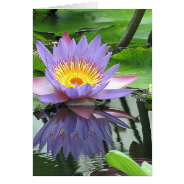Lotus Blume (Vorne)