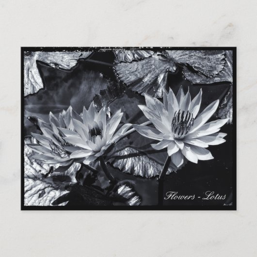 Lotus Blume, Blumengarten / Asien Postkarte (Vorderseite)