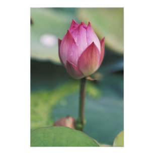 Lotus Blume bud, Hangzhou, Provinz Zhejiang, Fotodruck
