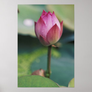 Lotus Blume bud, Hangzhou, Provinz Zhejiang, Poster