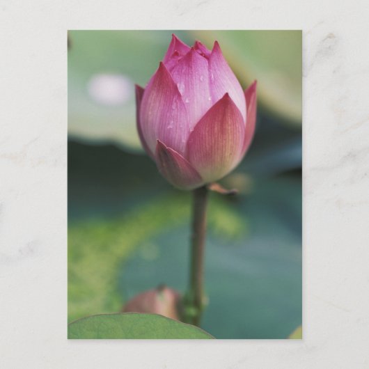 Lotus Blume bud, Hangzhou, Provinz Zhejiang Postkarte (Vorderseite)