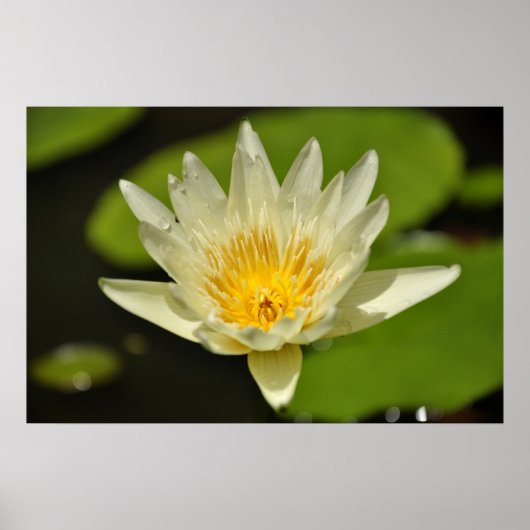 Lotus (Blume der Wasserlilie) Poster (Vorne)